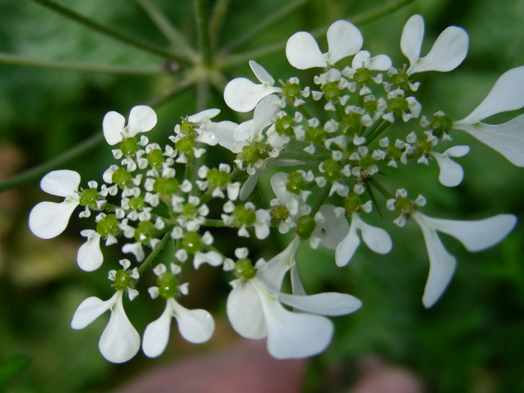 Orlaya grandiflora e Tordilium apulum